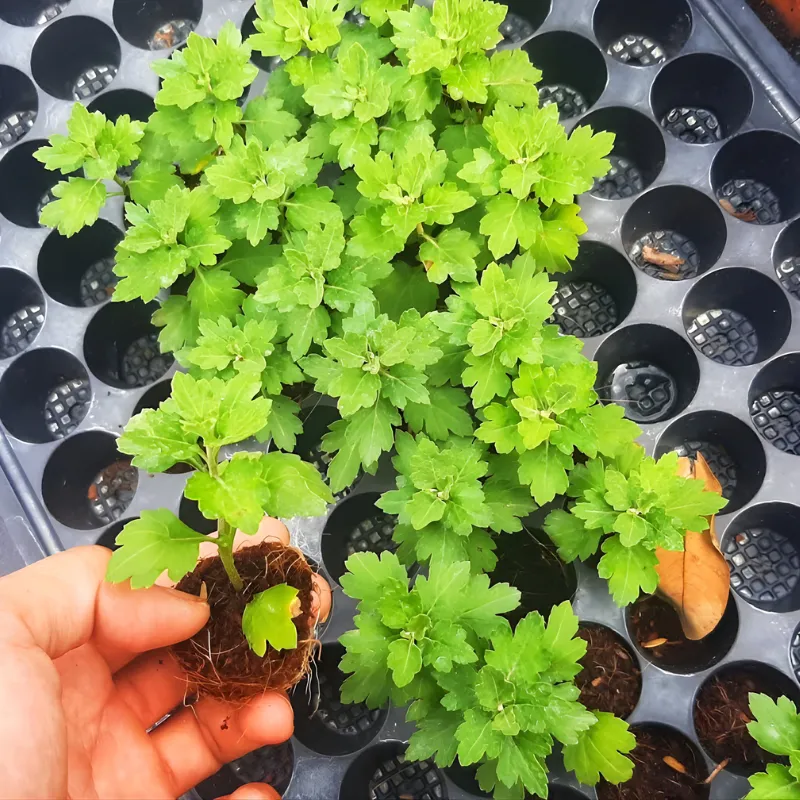 Cúc MX Hồng Cấy Mô