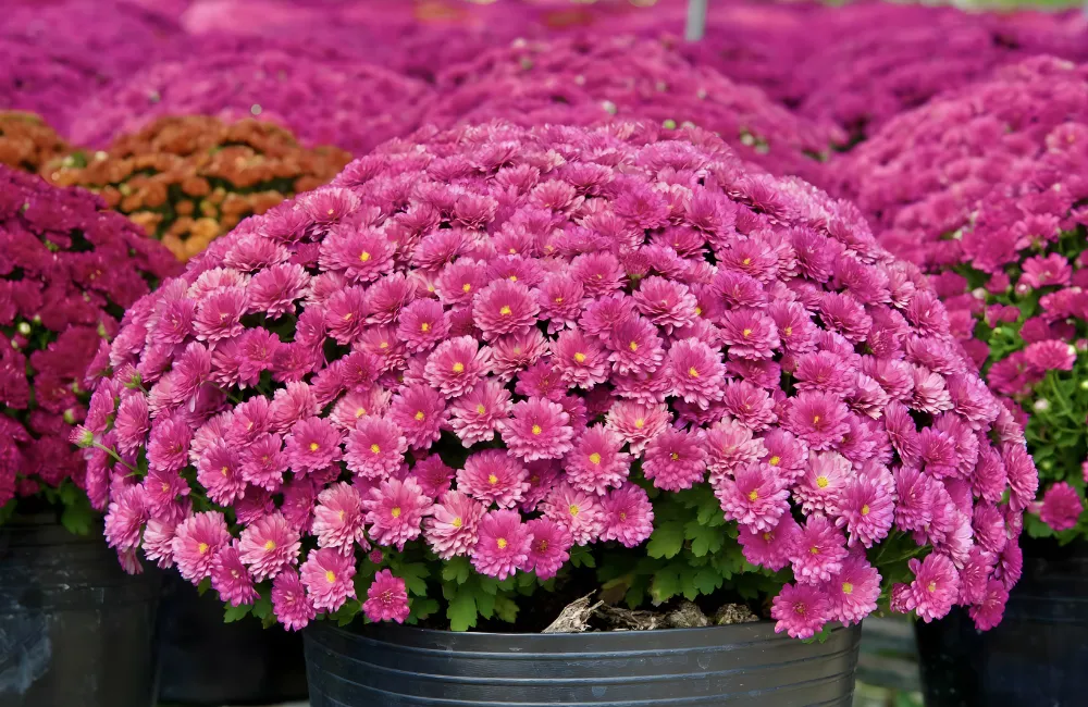 Cúc MX Hồng là giống gì?