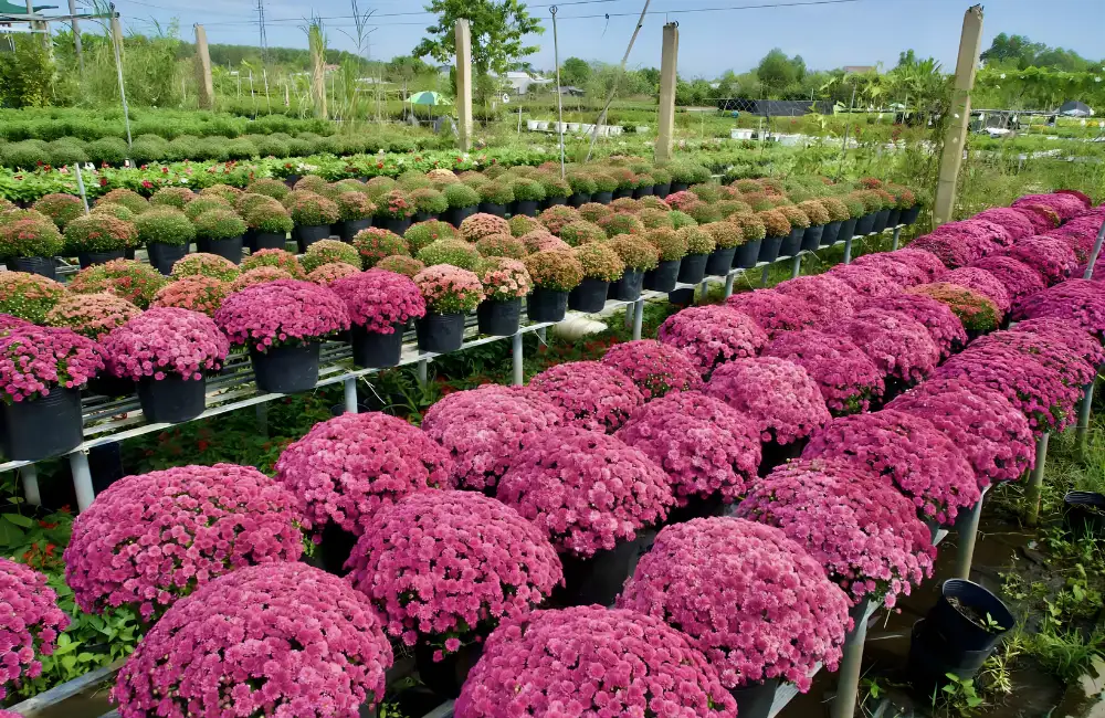 Đặc điểm sinh trưởng và ưu điểm nổi bật cúc MX Hồng