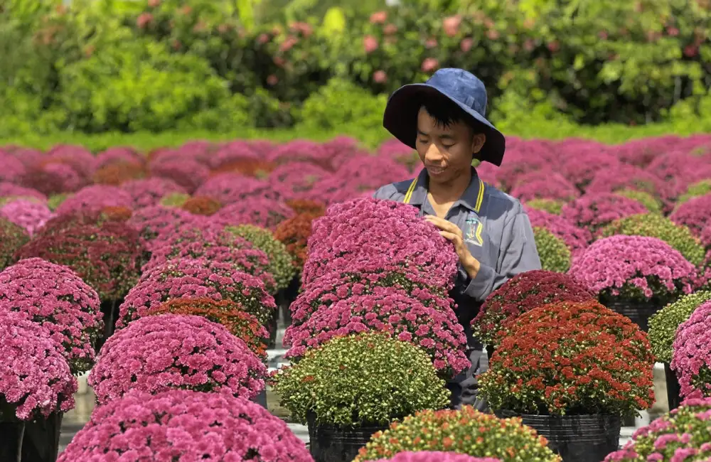 Hướng dẫn trồng và chăm sóc Cúc MX hồng cấy mô