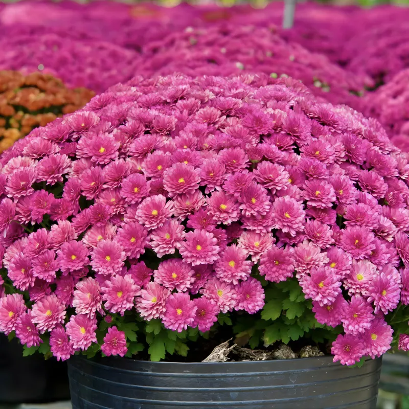 Cúc MX Hồng Cấy Mô