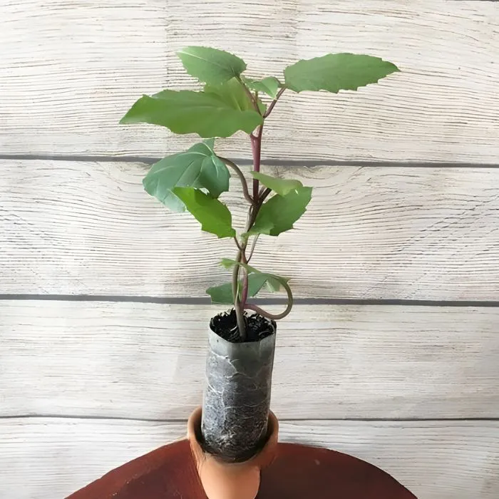 Cúc MX Hồng Cấy Mô