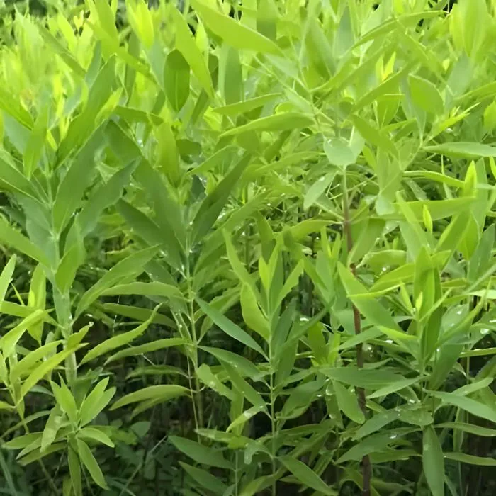 Đàn Hương Cấy Mô