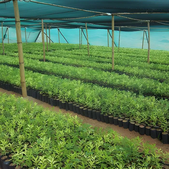 Đàn Hương Cấy Mô