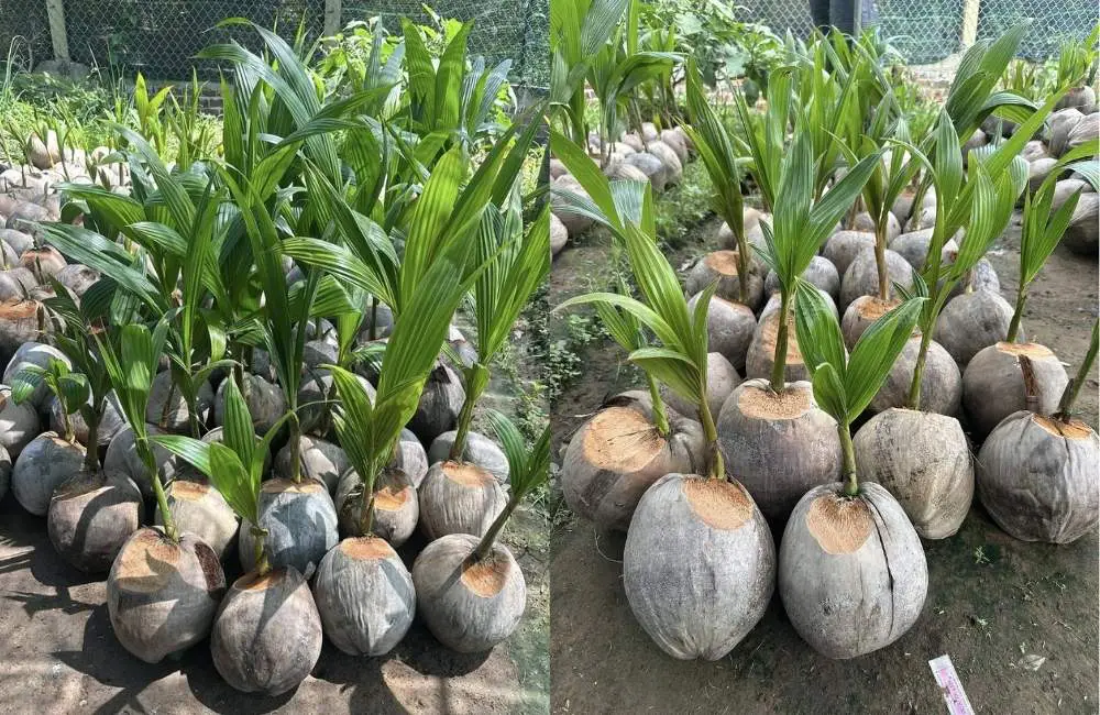 Thành phần của đất trồng dừa sáp tốt