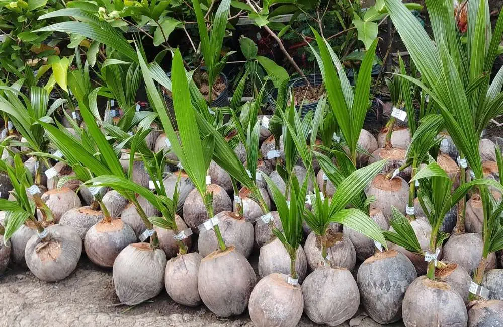 Đất cát pha nhẹ