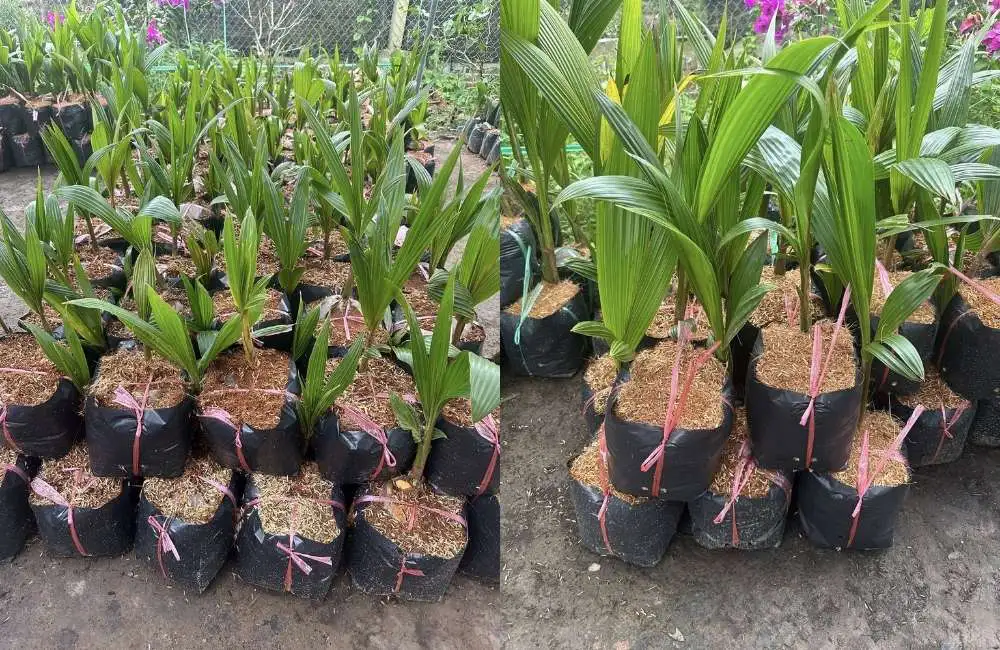 Kinh nghiệm chọn và xử lý đất trước khi trồng