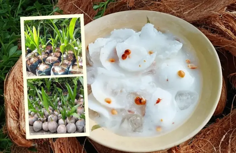 Đất trồng dừa sáp tốt là loại nào? Cách chọn, cải tạo chuẩn