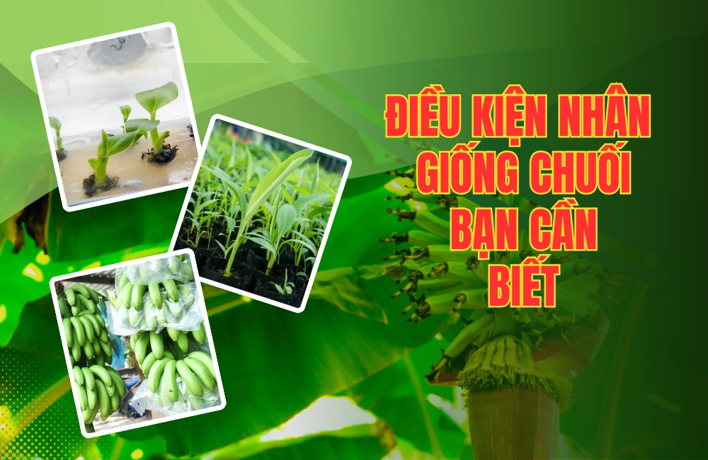 Các điều kiện nhân giống chuối trong phòng thí nghiệm, bao gồm ánh sáng, nhiệt độ và môi trường dinh dưỡng cho nuôi cấy mô