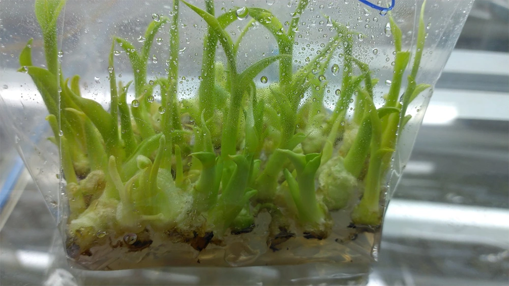 Điều kiện nhân giống chuối tiên quyết để có cây con khỏe mạnh là phải chọn nguồn mẫu sạch bệnh. Vì mẫu mô ban đầu ta thường lấy là chồi non hoặc đỉnh sinh trưởng lấy từ cây mẹ có đặc tính tốt, không nhiễm sâu bệnh.Lúc này khâu khử trùng bề mặt rất quan trọng, nếu làm không kỹ sẽ khiến mẫu bị nhiễm vi sinh vật, làm hỏng toàn bộ các mẫu nuôi cấy. Nên người ta sẽ thường xử lý mẫu với cồn 70–90° và vì cây chuối thuộc loại cây có lớp bẹ dày để bảo vệ các mắt chồi của chúng nên người ta thường không hay dùng thêm các hóa chất đặc hiệu để khử trùng vì như vậy sẽ làm các mẫu bị tổn thương và ăn mòn. Ta nên thao tác thật chuẩn xác và cẩn thận để loại bỏ vi sinh vật và hạn chế nhiễm khuẩn. Bước làm này rất thiếu yếu vì nếu một nguồn giống không đạt chuẩn sẽ làm cây con kém phát triển và thậm chí có thể dẫn đến nguy cơ lân lan dịch bệnh trên quy mô lớn. Do đó, các cơ sở nhân giống thường có quy trình kiểm định nghiêm ngặt trước khi đưa mẫu vào nuôi cấy