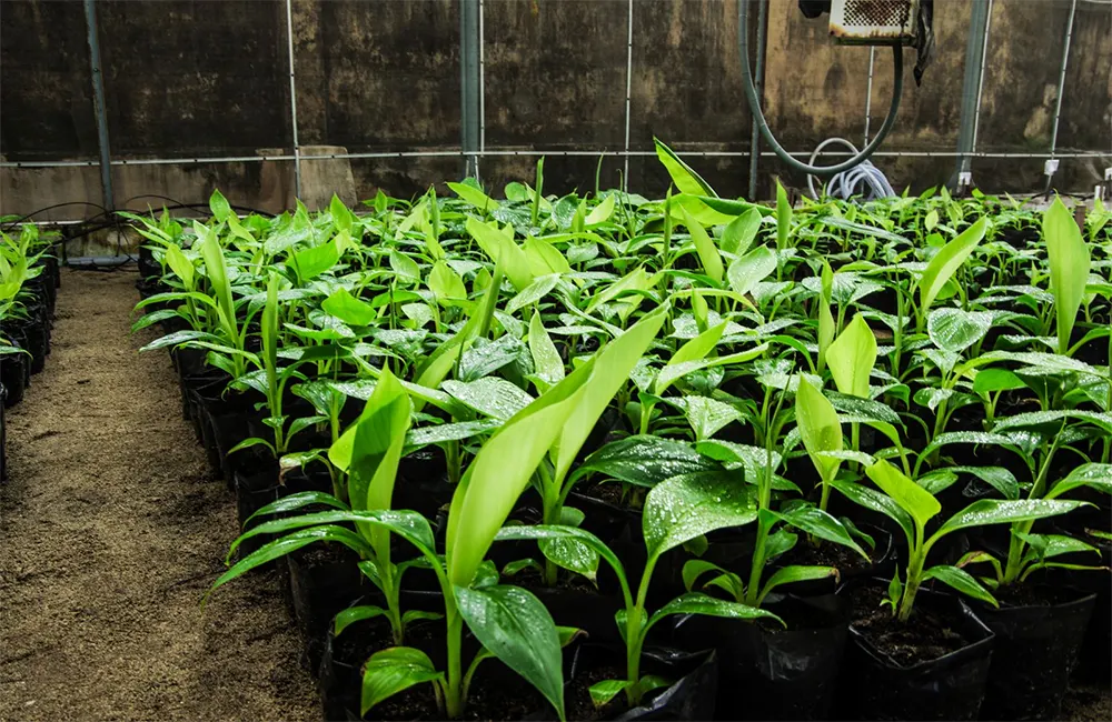 Chuyển cây chuối mô vào giá thể tại vườn ươm, theo dõi độ ẩm và thoát nước để đảm bảo tỉ lệ sống cao