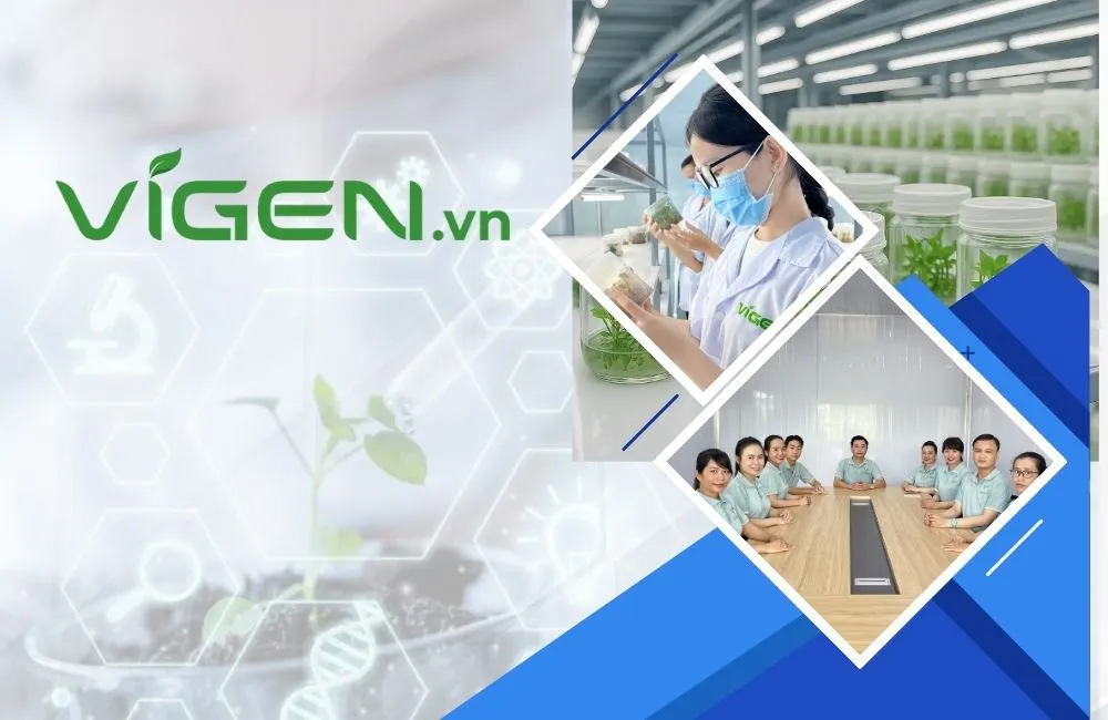 Định hướng phát triển Vigen