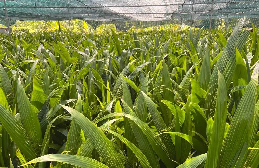 Độ bền dừa sáp mô so với truyền thống và khả năng sinh trưởng