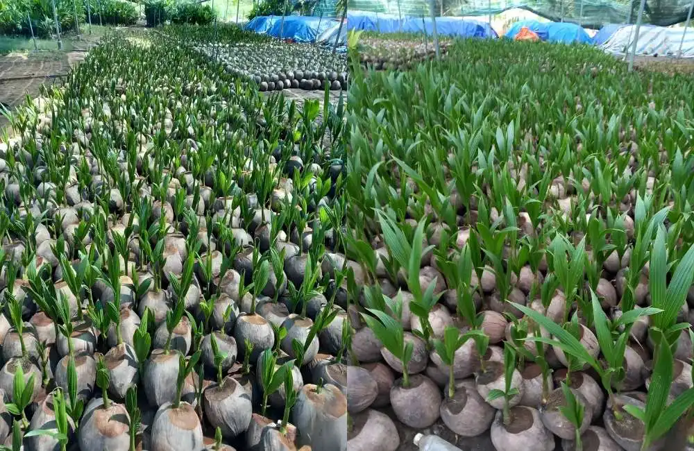 Khả năng kháng bệnh của dừa sáp mô