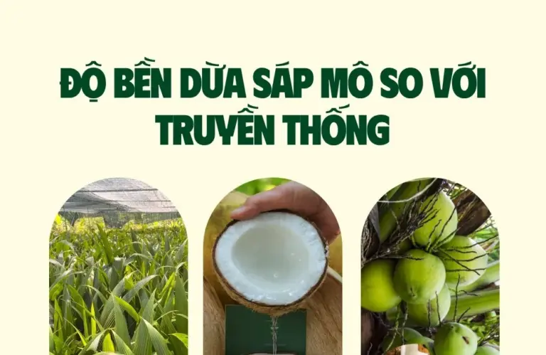 Độ bền dừa sáp mô so với truyền thống nên chọn giống nào?