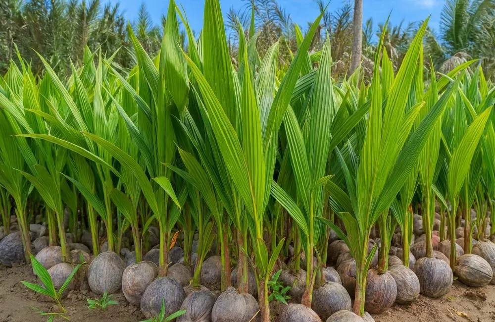 Chọn và xử lý phôi dừa sáp cấy mô