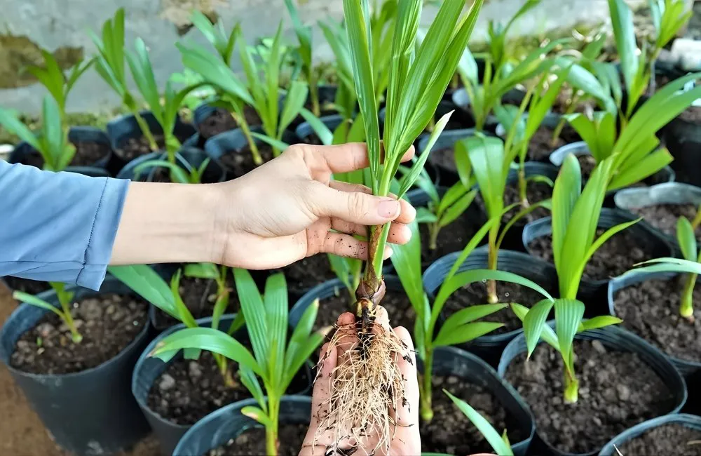 Cảm ứng và phát triển mô phôi dừa sáp