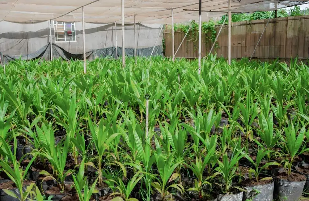 chuyển cây con dừa sáp ra vườn ươm