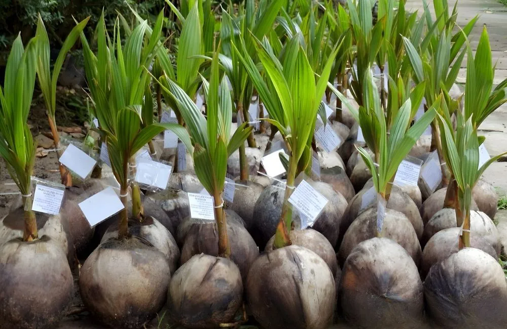 Dừa sáp cấy mô bao lâu có trái