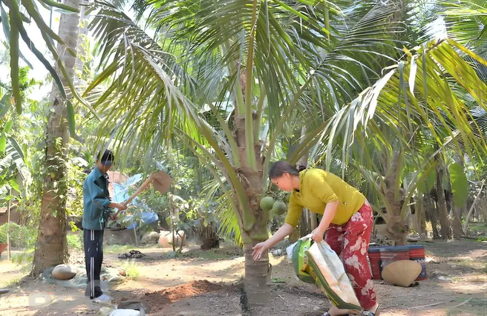 Làm cỏ và xới đất cho dừa sáp cấy mô