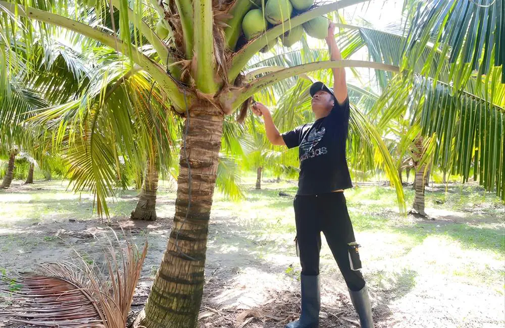 Chăm sóc cho dừa sáp cấy mô