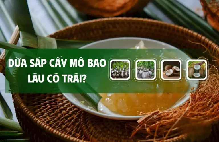 Bạn có biết dừa sáp cấy mô bao lâu có trái?