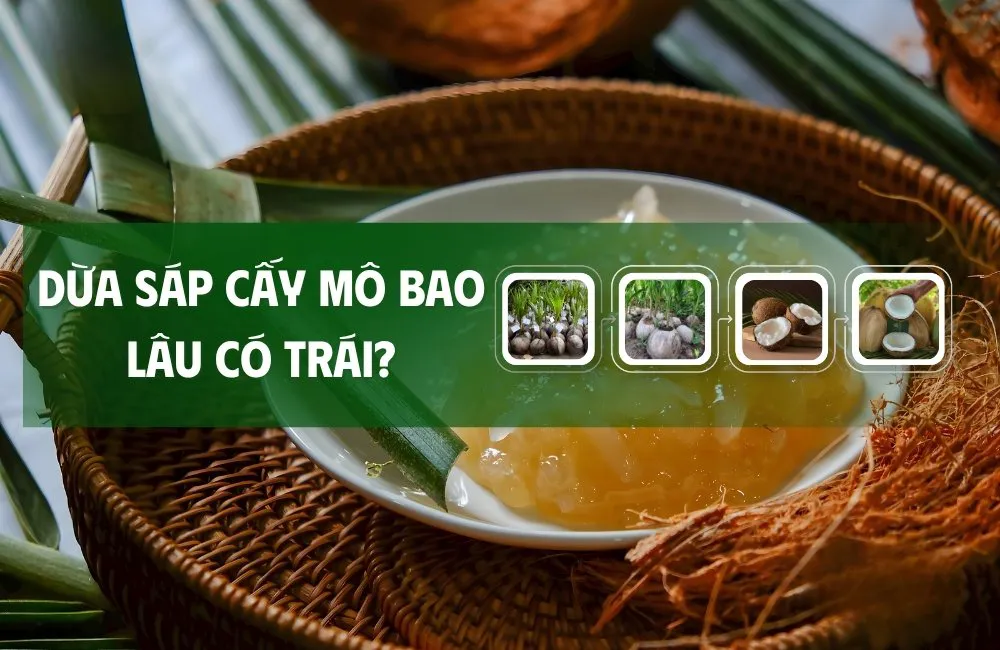 dừa sáp cấy mô bao lâu có trái