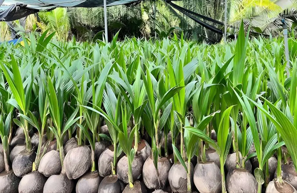 Tiêu chuẩn về nguồn giống dừa sáp cấy mô