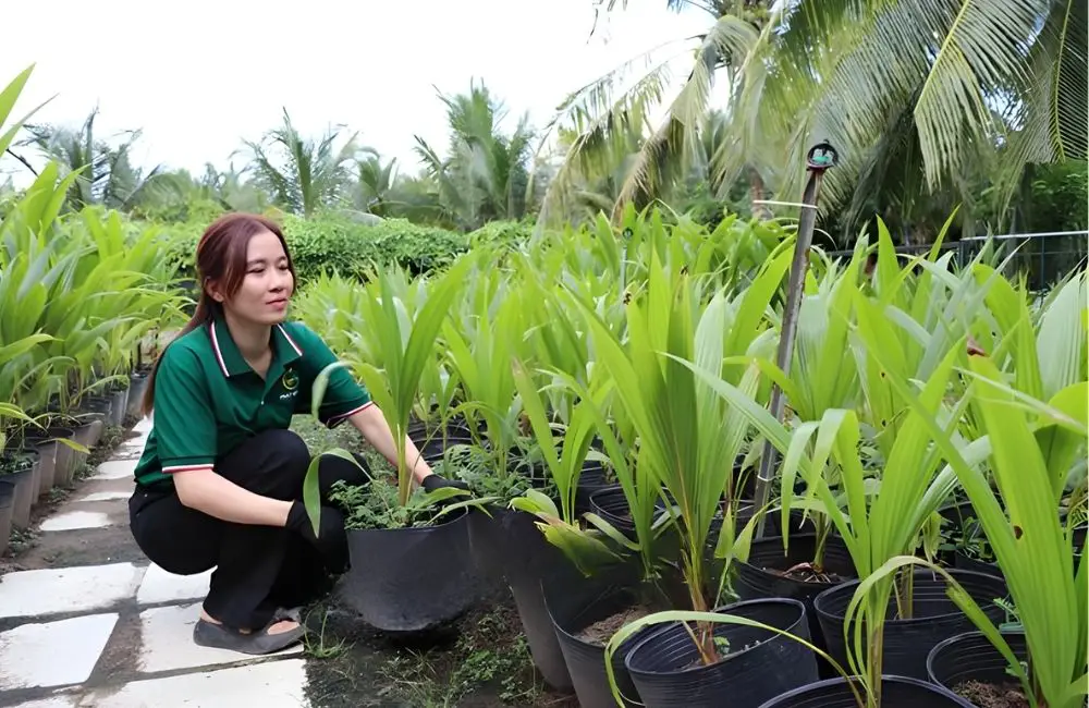 Tiêu chuẩn sau khi xuất vườn dừa sáp cấy mô