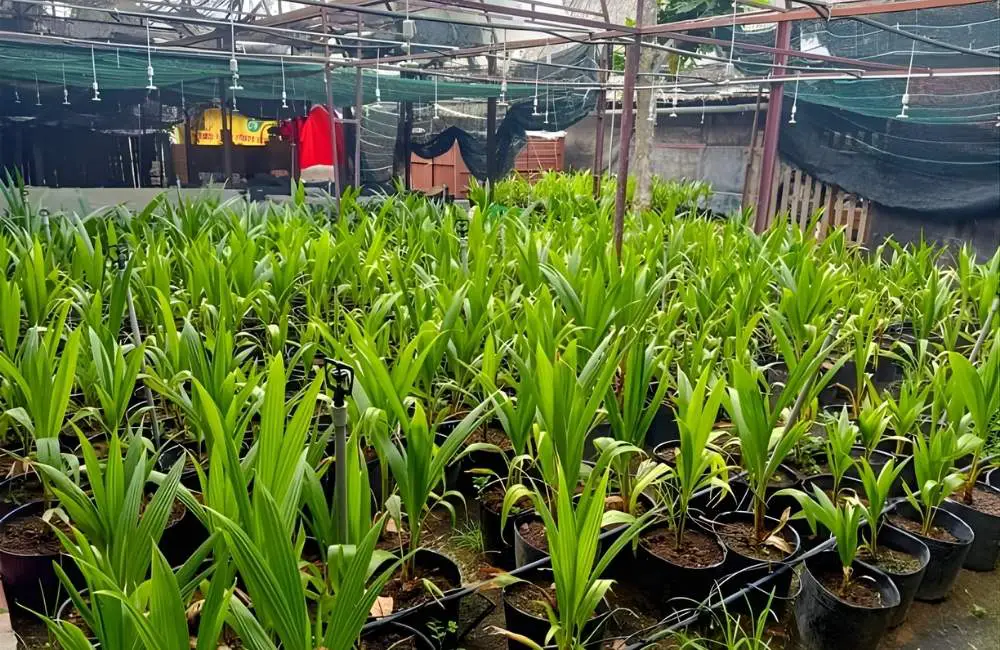 chọn mua giống dừa sáp cấy mô chất lượng