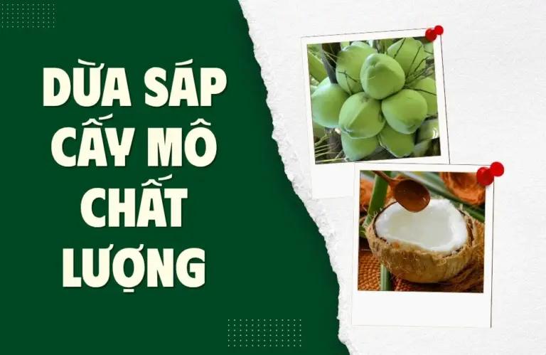 Làm sao để chọn được cây dừa sáp cấy mô chất lượng thật?