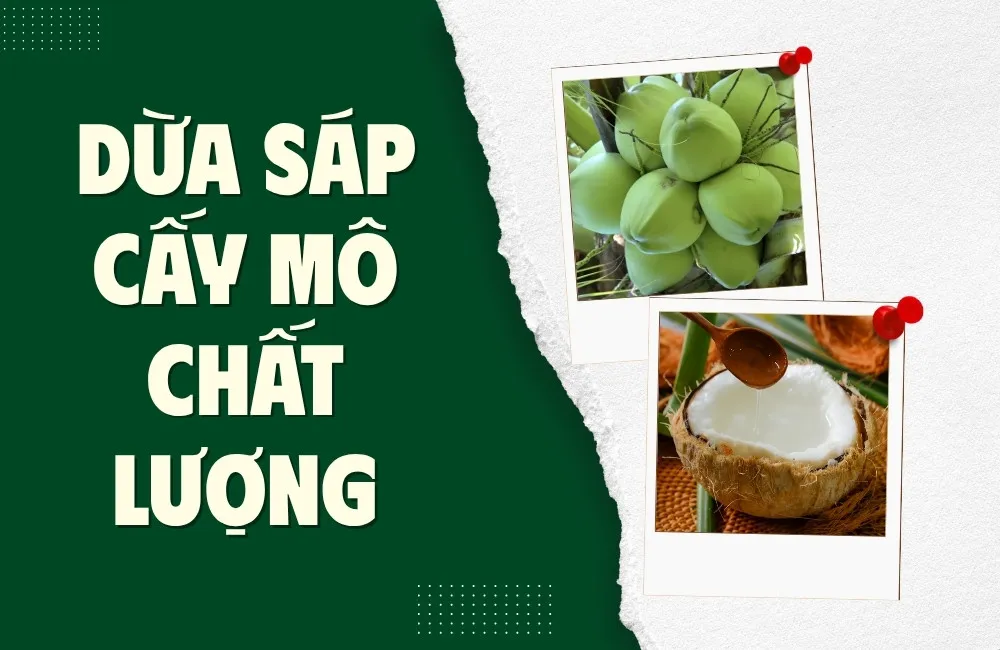dừa sáp cấy mô chất lượng