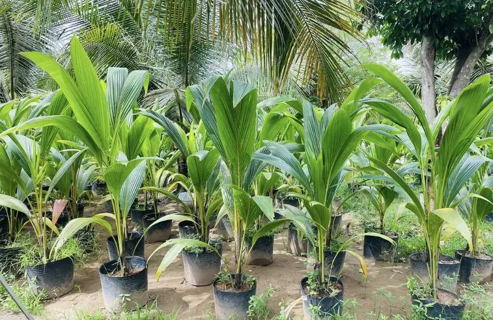Dừa sáp cấy mô cho năng suất không