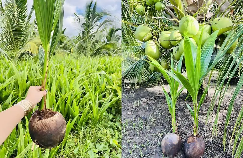 Năng suất dừa sáp cấy mô so với dừa thường