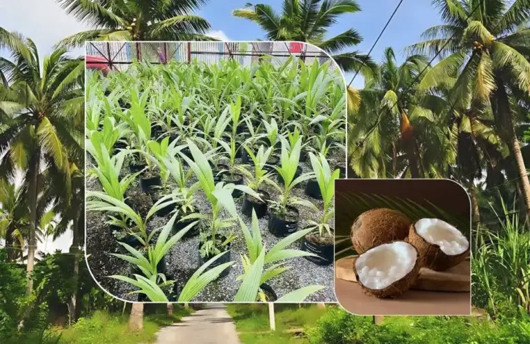 Dừa sáp cấy mô cho năng suất không? Tỷ lệ trái sáp đạt 100%