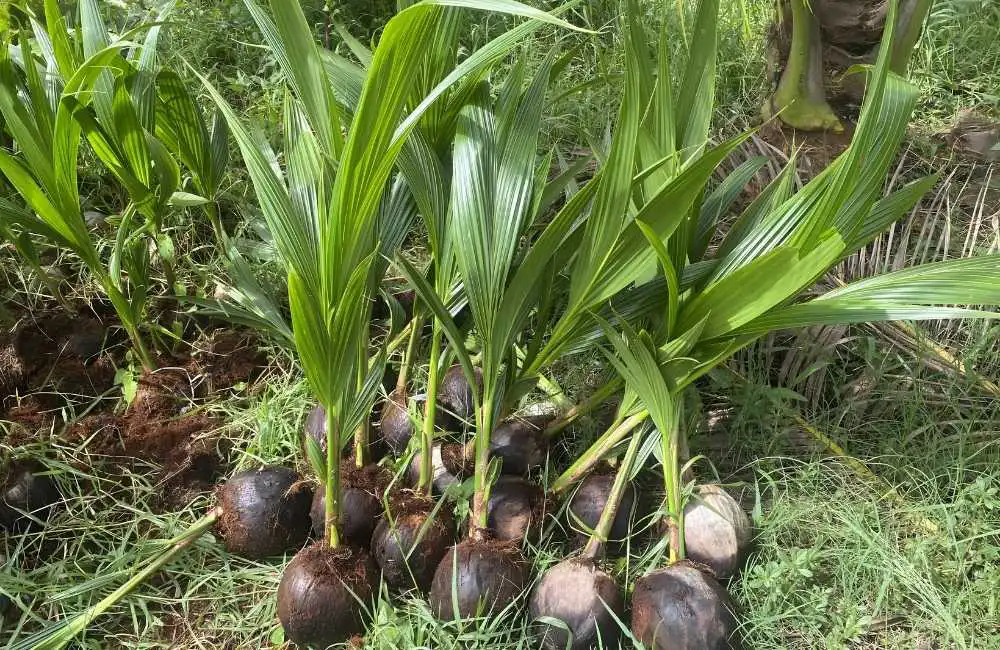 Độ bền cây dừa sáp cấy mô theo năm sinh trưởng