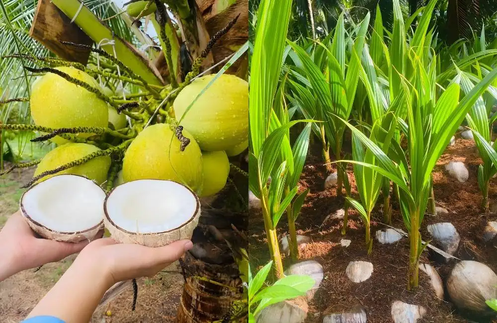 Chất lượng cây giống dừa sáp cấy mô