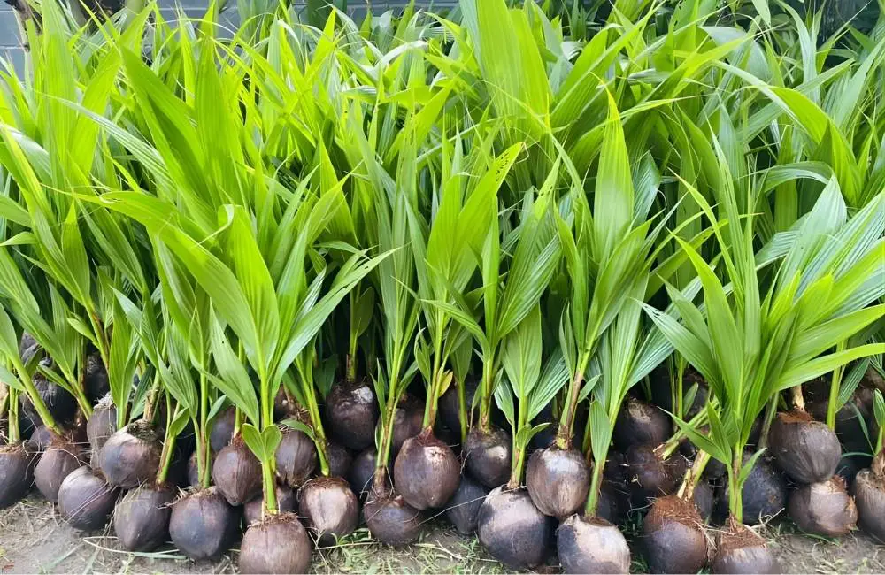 Kỹ thuật cấy mô dừa sáp và nhân giống