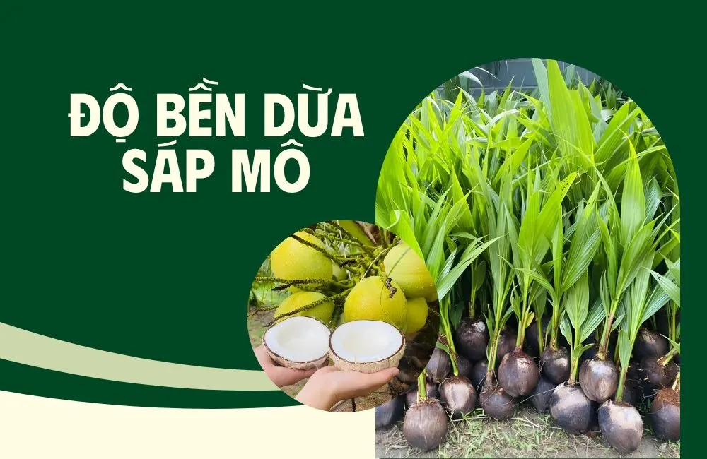 dừa sáp cấy mô có bền không