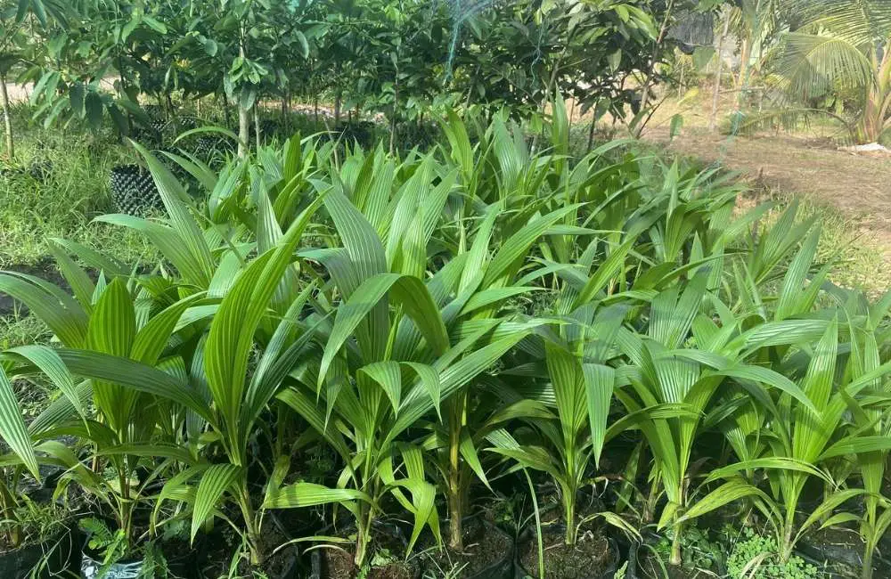 Giới thiệu về dừa sáp truyền thống và dừa sáp cấy mô