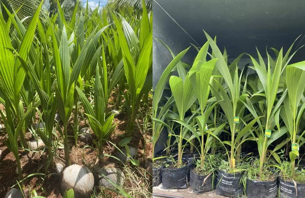 Ưu nhược điểm dừa sáp cấy mô và truyền thống