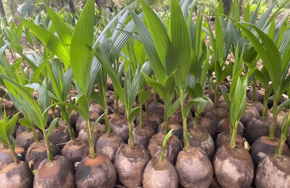 Dừa sáp cấy mô