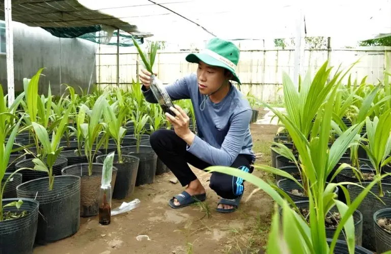 Tại sao dừa sáp cấy mô khác truyền thống lại được ưa chuộng?