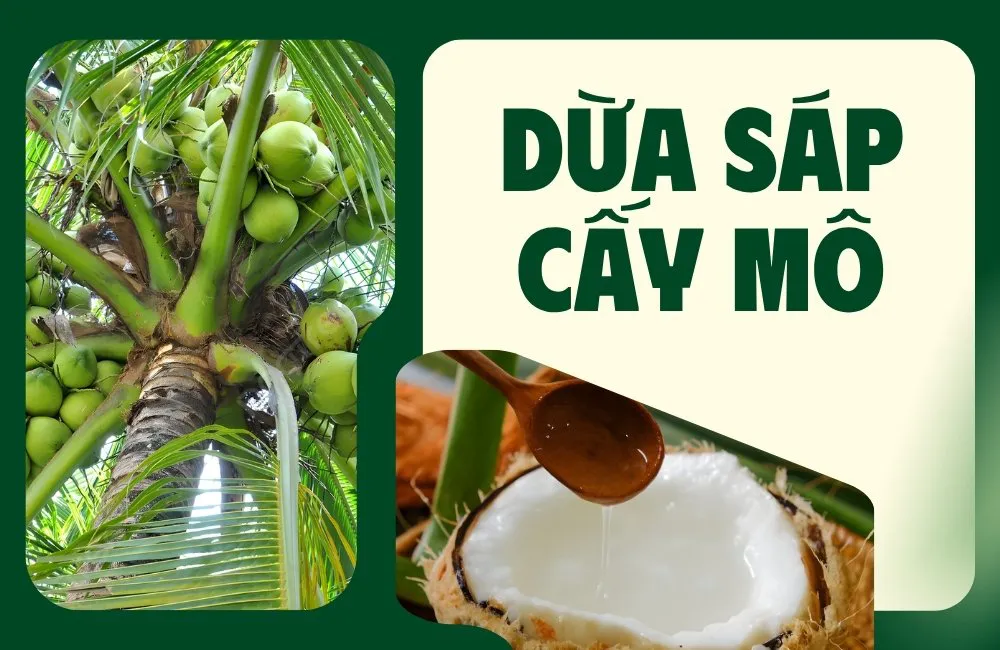 dừa sáp cấy mô