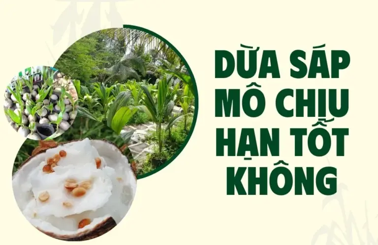 Dừa sáp mô chịu hạn tốt không? Cách chăm cây hiệu quả