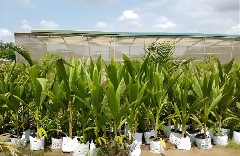 Dừa sáp mô có dễ trồng không?