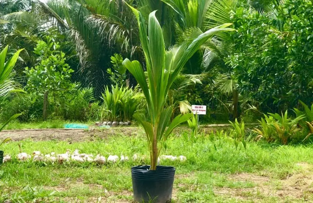 Chuẩn bị cây giống dừa sáp cấy mô