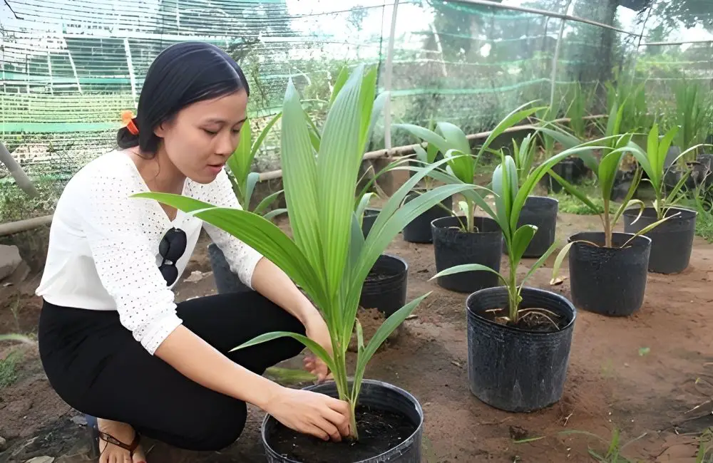 Chăm sóc cây dừa sáp cấy mô sau khi trồng