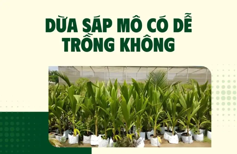 Dừa sáp mô có dễ trồng không? Cách trồng cho năng suất cao