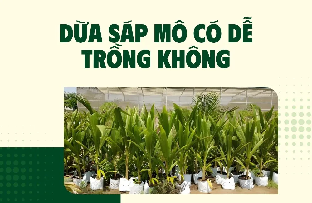 dừa sáp mô có dễ trồng không
